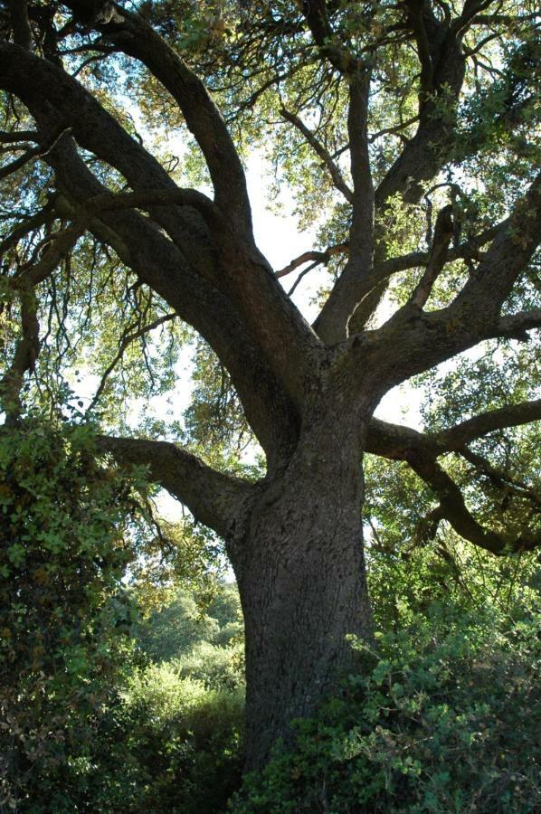 La Sargantana Turismo Rural Santa Cruz de Nogueras エクステリア 写真